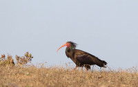 Bald Ibis