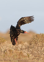 Bald Ibis