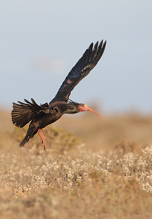 Bald Ibis