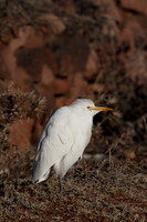 Cattle Egret