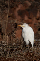 Cattle Egret
