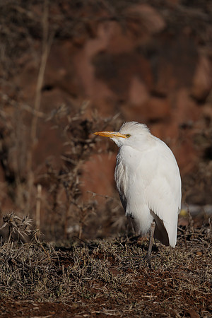 Cattle Egret