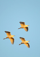 Cattle Egret
