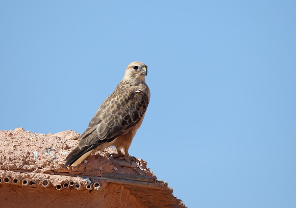 Long-legged Buzzard
