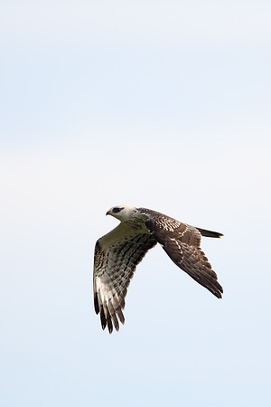Honey Buzzard