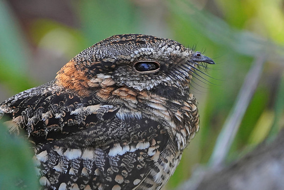 Scissor-tailed Nightjar