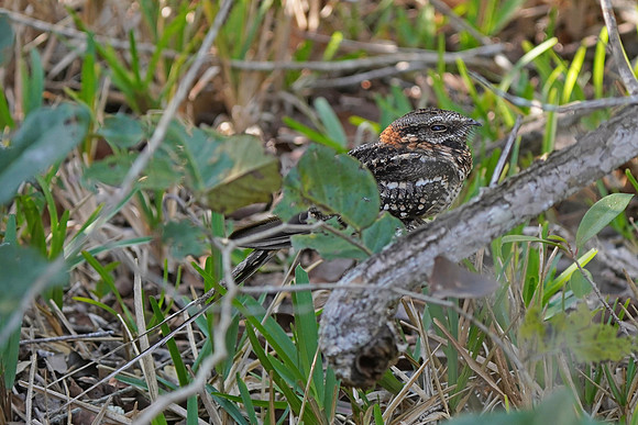 Scissor-tailed Nightjar