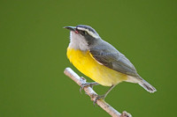 Bananaquit