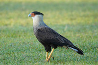 Crested Caracara,