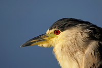 Black-crowned Night Heron
