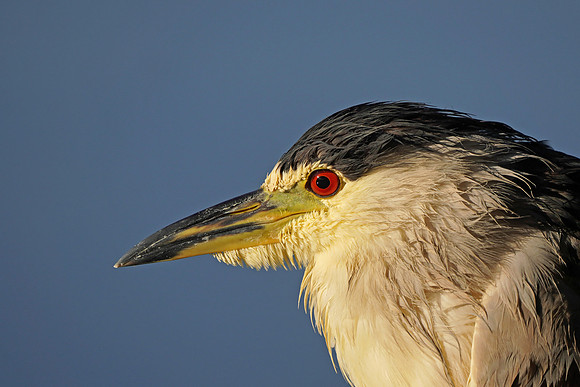 Black-crowned Night Heron