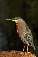 Striated Heron