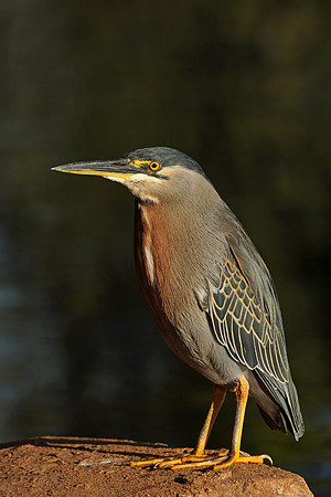 Striated Heron