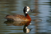 White-faced Whistling Duck