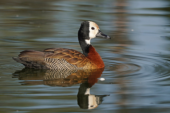 White-faced Whistling Duck