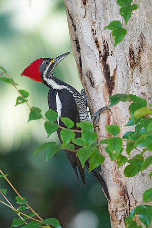 Lineated Woodpecker