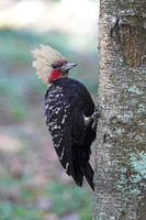 Blond-crested Woodpecker