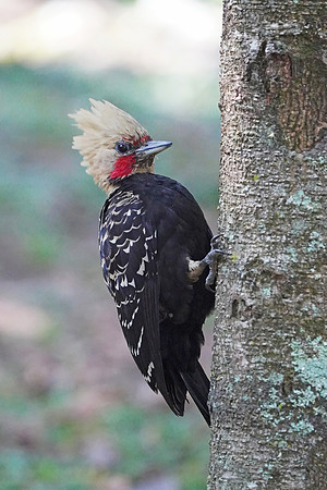 Blond-crested Woodpecker