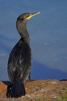 Neotropic Cormorant