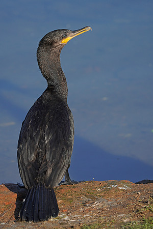 Neotropic Cormorant