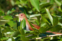 Squirrel Cuckoo