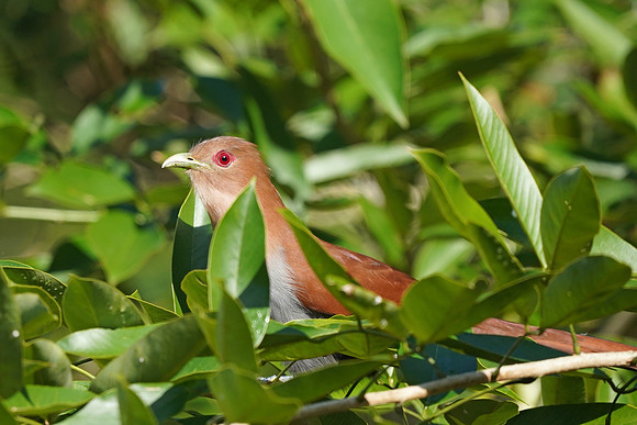 Squirrel Cuckoo