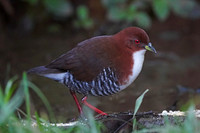 IMG_09845_Blackish Rail, Intervales SP