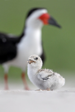 Black Skimmer