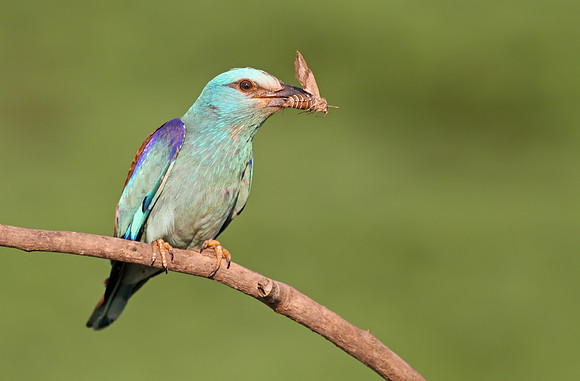 Roller