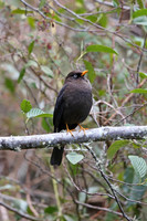 Sooty Thrush