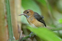 Long-billed Gnatwren