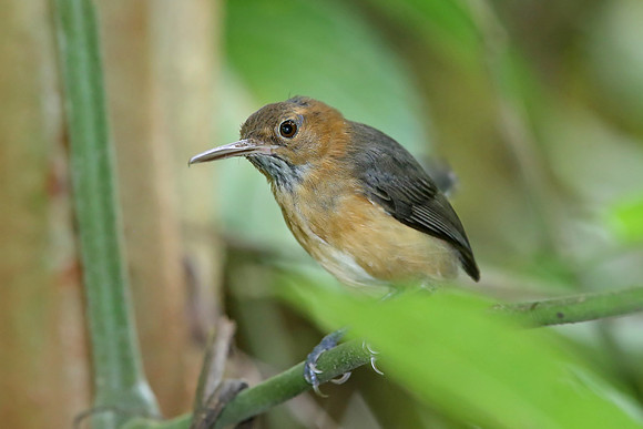 Long-billed Gnatwren