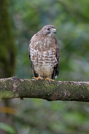 Broad-winged Hawk