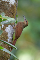 Plain-brown Woodcreeper