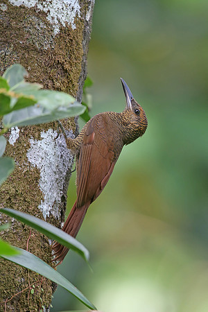 Plain-brown Woodcreeper