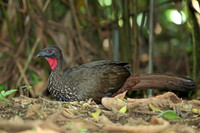 IMG_9922_Great Currasow, La Selva, Costa Rica