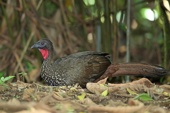 IMG_9922_Great Currasow, La Selva, Costa Rica