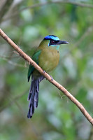 Lesson's Motmot
