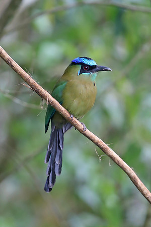 Lesson's Motmot
