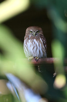 Ferruginous Pygmy Owl