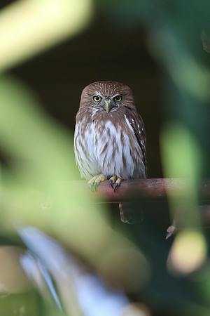 Ferruginous Pygmy Owl