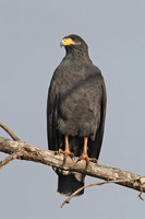 Common Black Hawk