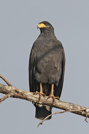 Common Black Hawk
