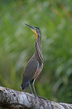 Bare-throated Tiger Heron