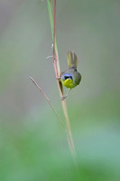 Grey-crowned Yellowthroat