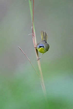 Grey-crowned Yellowthroat