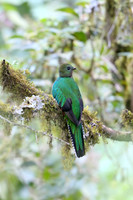 Resplendent Quetzal