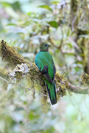Resplendent Quetzal