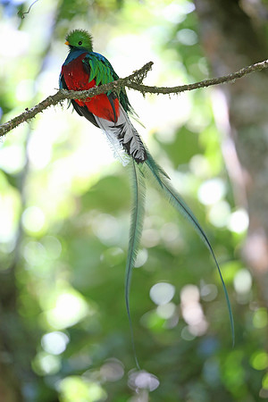 Resplendent Quetzal