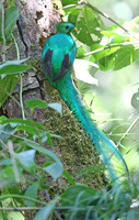 Resplendent Quetzal